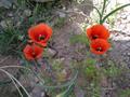 Papaver dubium